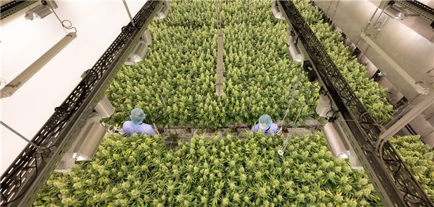 Cannabisfreigabe trägt offenbar zu höherer Verordnungsbereitschaft bei Pharmazeuitischer Hanfanbau. THC-Patienten kommen jetzt öfter auf legalen Bezugswegen ans Ziel.