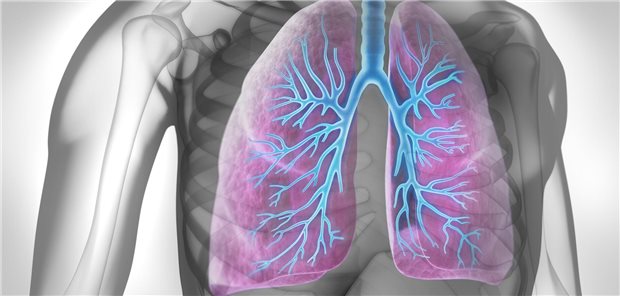 Lunge eines Menschen