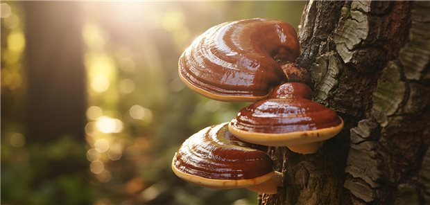 Drei Pilze wachsen an einer Baumrinde.