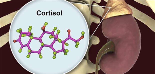 Rückt jetzt auch bei Pneumologen immer wieder einmal in den Fokus: die Cortisol produzierende Nebenniere.