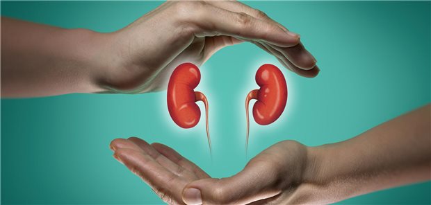 SGLT2-Hemmer schützen offenbar Nieren unabhängig von Diabetes und Proteinurie Zwei Hände umrunden schützend zwei Nieren