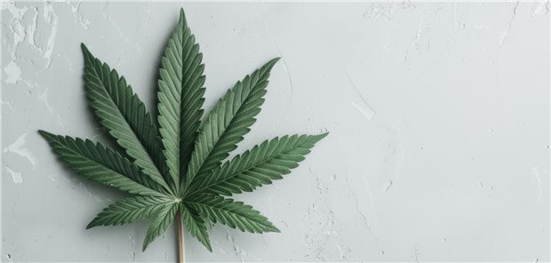 Ein Hanfblatt liegt auf hellem Stein.