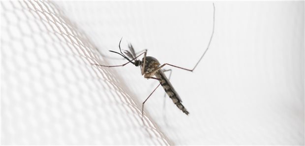 „Krankheit X“: Erste Analysen deuten auf Malaria hin Eine Mücke sitzt auf einem weißen Insektennetz.