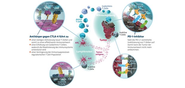 Synergistische Effekte der immunonkologischen Kombination von PD-1-Inhibitoren und Antikörper gegen CTLA-4. APC: Antigen-präsentierende Zelle; CTLA-4: cytotoxic T lymphocyte-associated protein 4; MHC: major histocompatibility complex; PD-1: programmed cell death protein 1; PD-L1: programmed death ligand 1; TCR: T-Zell-Rezeptor; mod nach Wolchok4, Peggs5, Blank6, Hamanishi7, Nurieva8