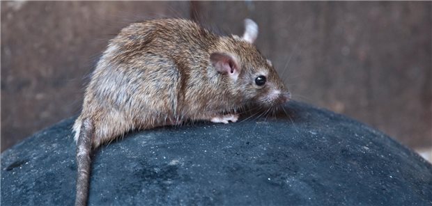 Über Ratten und Mäuse kommen Menschen, meist mit deren kontaminierten Kot, mit dem Hantavirus in Kontakt.