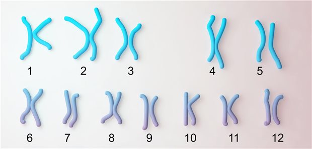Präsymptomatische Therapie könnte spinale Muskelatrophie verhindern Dreidimensionale Illustration des normalen Karyotyp des männlichen Chromosomensatzes mit Beschriftung.