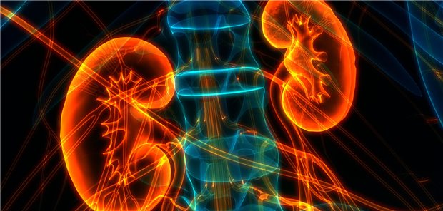 Welche Tests sind mit Blick auf die Nierengesundheit angeraten? In der KDIGO-Leitlinie gibt es Tipps.