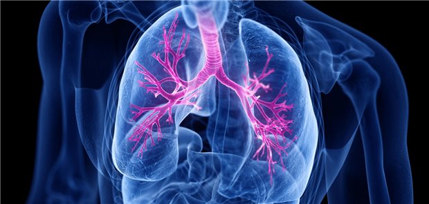 Dreidimensionale gerenderte, medizinische Darstellung der Bronchien und der Lungenflügel eines Menschen.