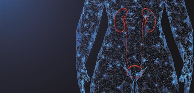 Ein gläserner Mensch, bei dem sich Nieren und Penis abzeichnen.