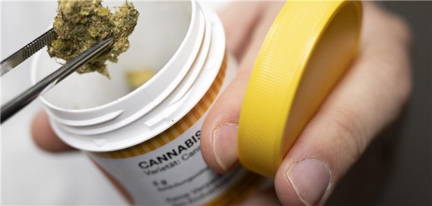 Zu leicht im Internet zu bekommen? – Cannabisblüten zur medizinischen Behandlung. (Archivbild)